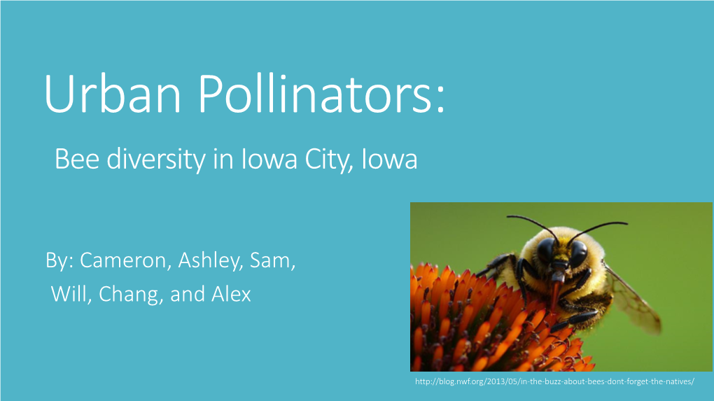 Bee Diversity in Iowa City, Iowa