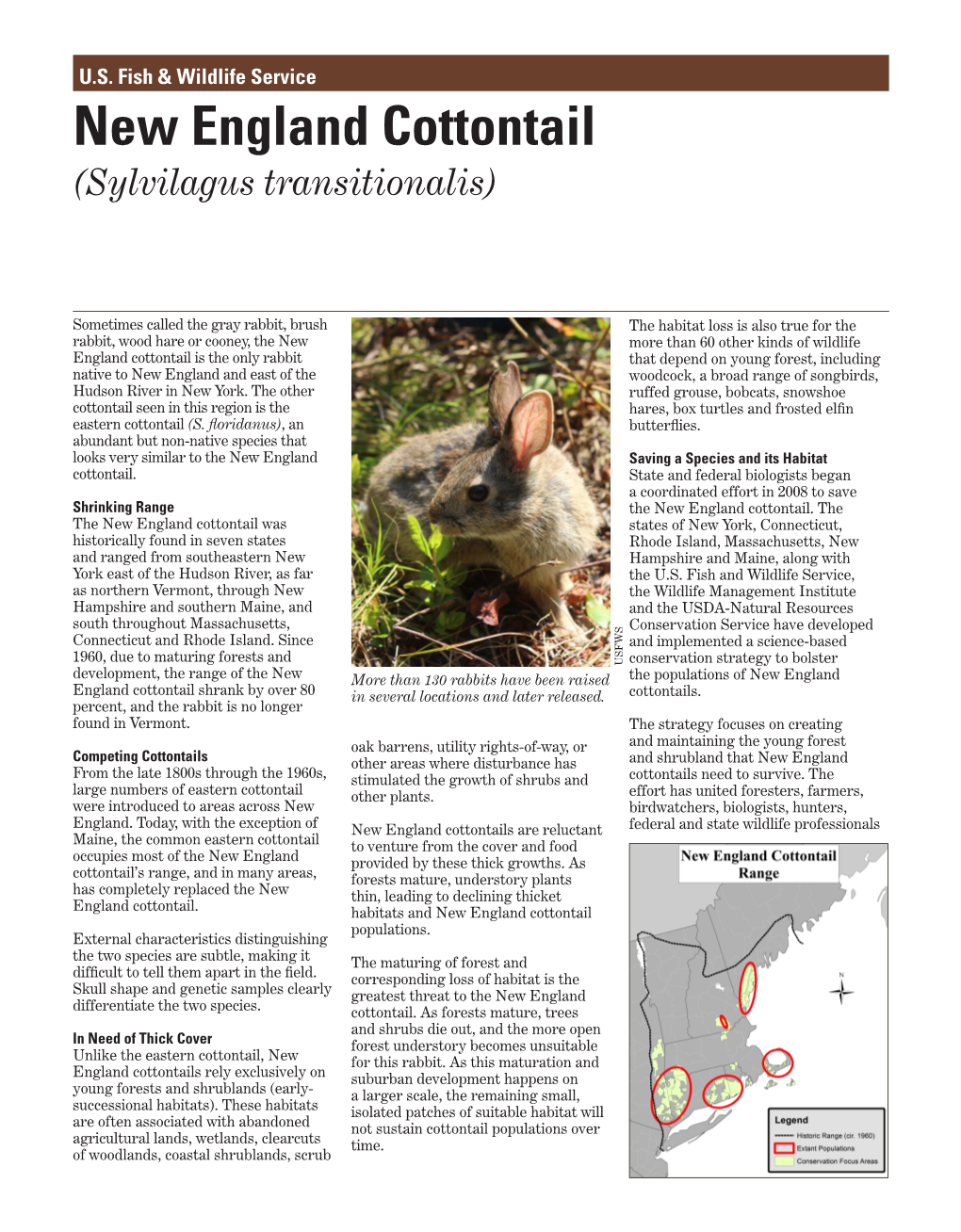 New England Cottontail (Sylvilagus Transitionalis)