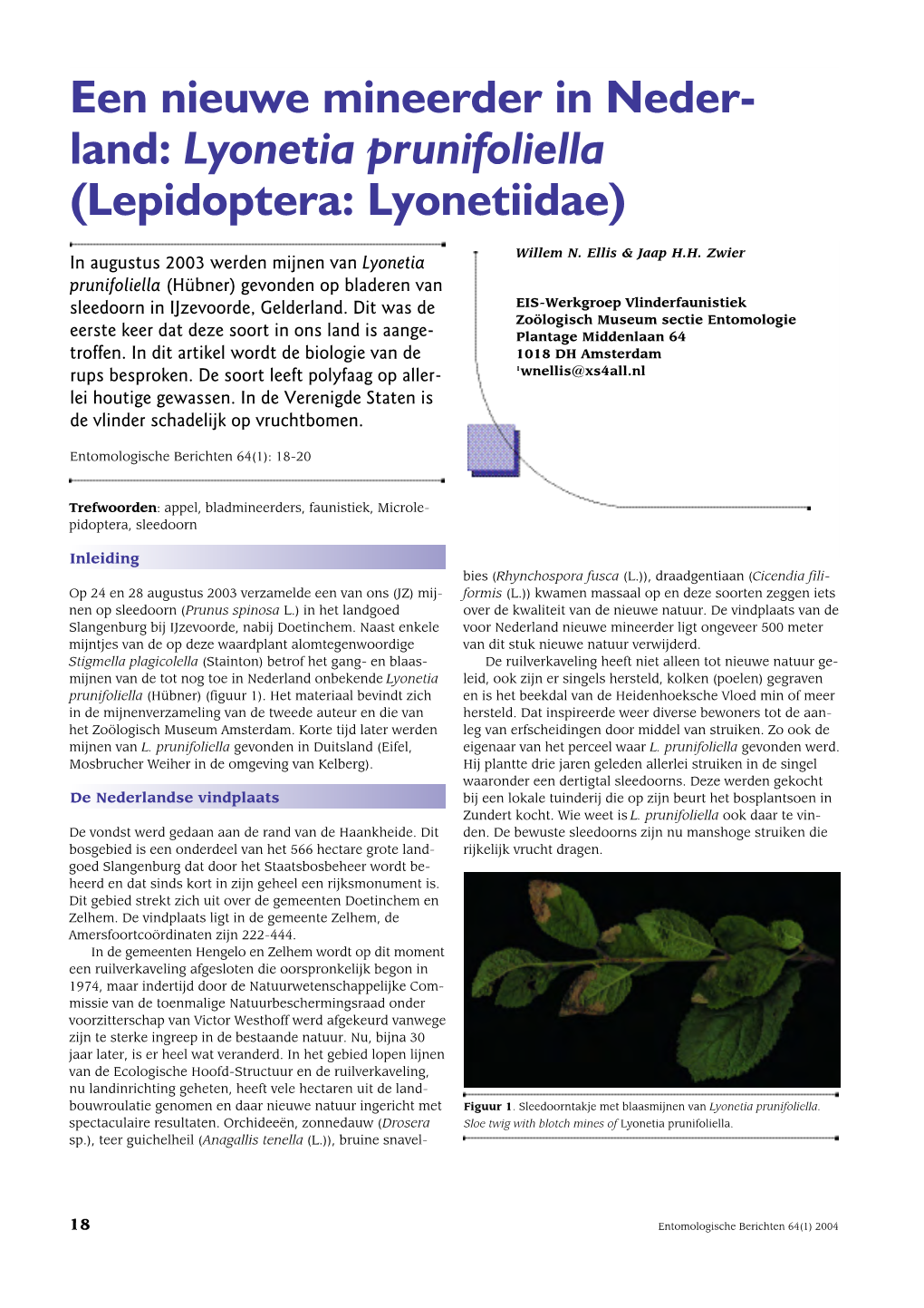 Lepidoptera: Lyonetiidae)