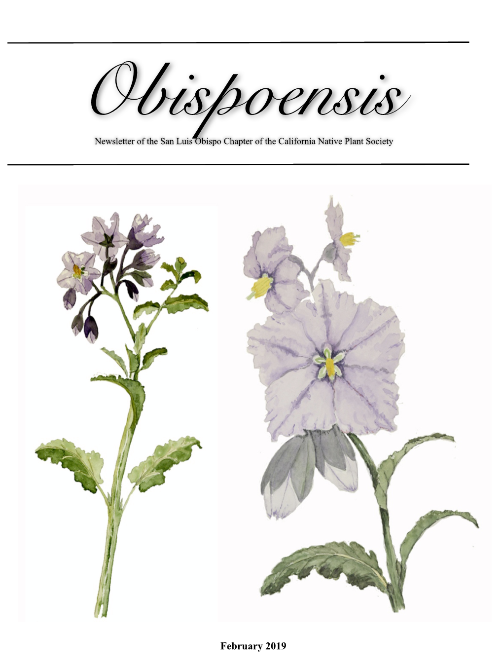 February 2019 (Cover) Solanum Xanti (Blue, Purple, Chaparral, Or San Diego Nightshade)