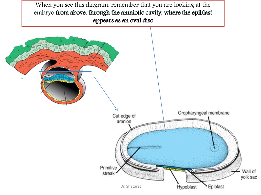 Embryo a the Development of the Heart