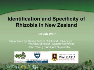 Identification and Specificity of Rhizobia Nodulating the Native and Introduced Legumes of New Zealand