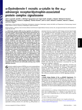 Α-Dystrobrevin-1 Recruits Α-Catulin to the Α1d- Adrenergic Receptor/Dystrophin-Associated Protein Complex Signalosome