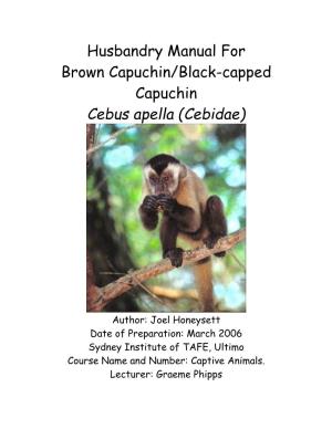Black Capped Capuchin (Cebus Apella)