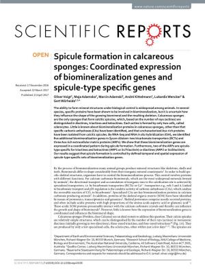 Spicule Formation in Calcareous Sponges: Coordinated Expression