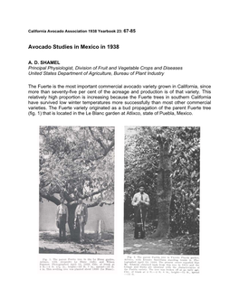 Avocado Studies in Mexico in 1938