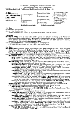 YEARLING, Consigned by Arran House Stud the Property of Mr Gary Chervenell Will Stand at Park Paddocks, Highflyer Paddock J, Box 183