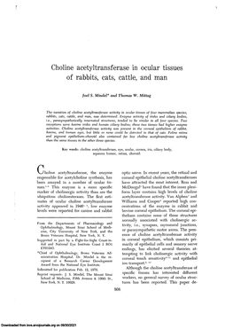 Choline Acetyltransferase in Ocular Tissues of Rabbits, Cats, Cattle, and Man