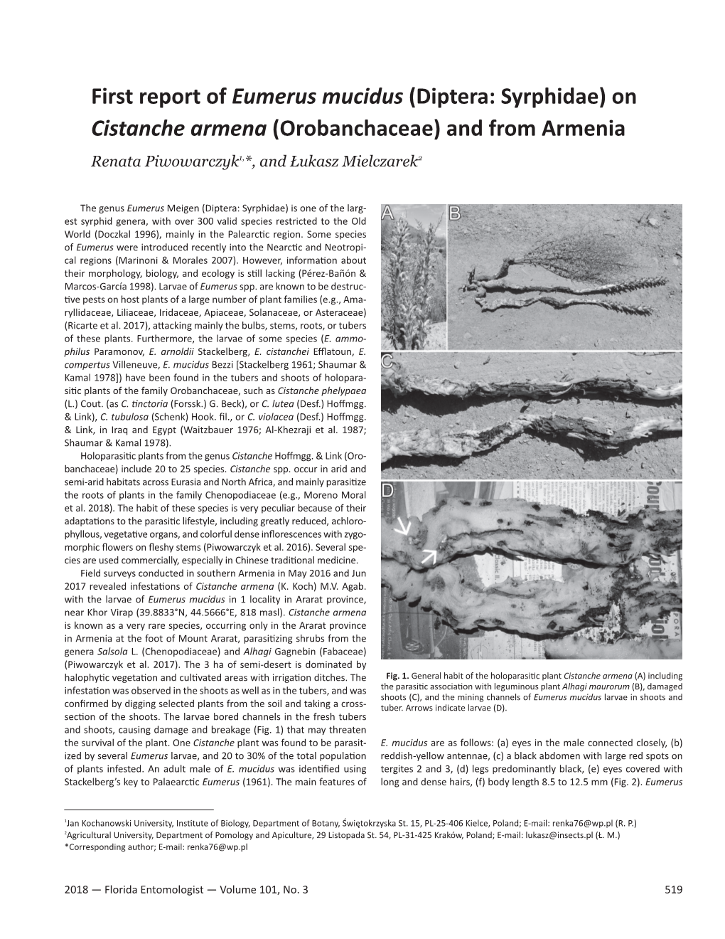 (Diptera: Syrphidae) on Cistanche Armena (Orobanchaceae) and from Armenia