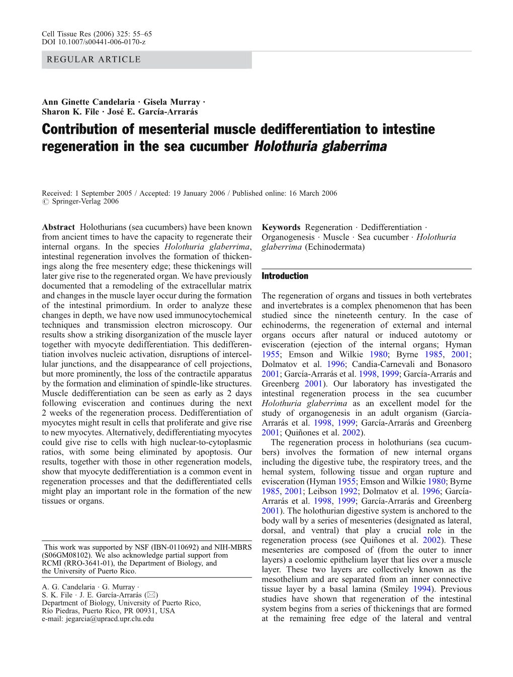Contribution of Mesenterial Muscle Dedifferentiation to Intestine Regeneration in the Sea Cucumber Holothuria Glaberrima