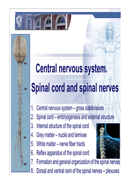 Central Nervous System. Spinal Cord and Spinal Nerves