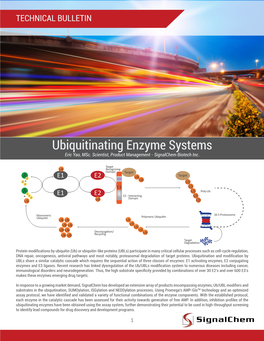 Ubiquitinating Enzyme Systems Eric Yao, Msc