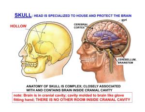 Brain Is in Cranial Cavity; Cavity Molded to Brain Like Glove Fitting Hand; THERE IS NO OTHER ROOM INSIDE CRANIAL CAVITY SKULL IS DESIGNED to CONTAIN SPECIAL SENSES