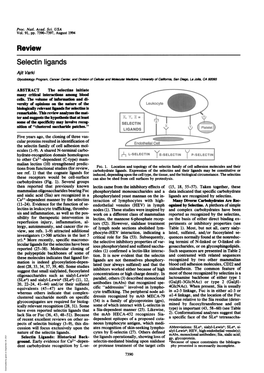 Review Selectin Ligands