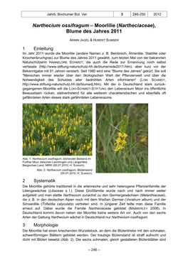 Narthecium Ossifragum – Moorlilie (Nartheciaceae), Blume Des Jahres