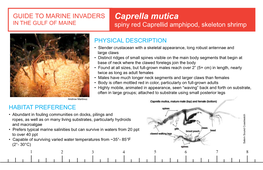 Caprella Mutica in the GULF of MAINE Spiny Red Caprellid Amphipod, Skeleton Shrimp