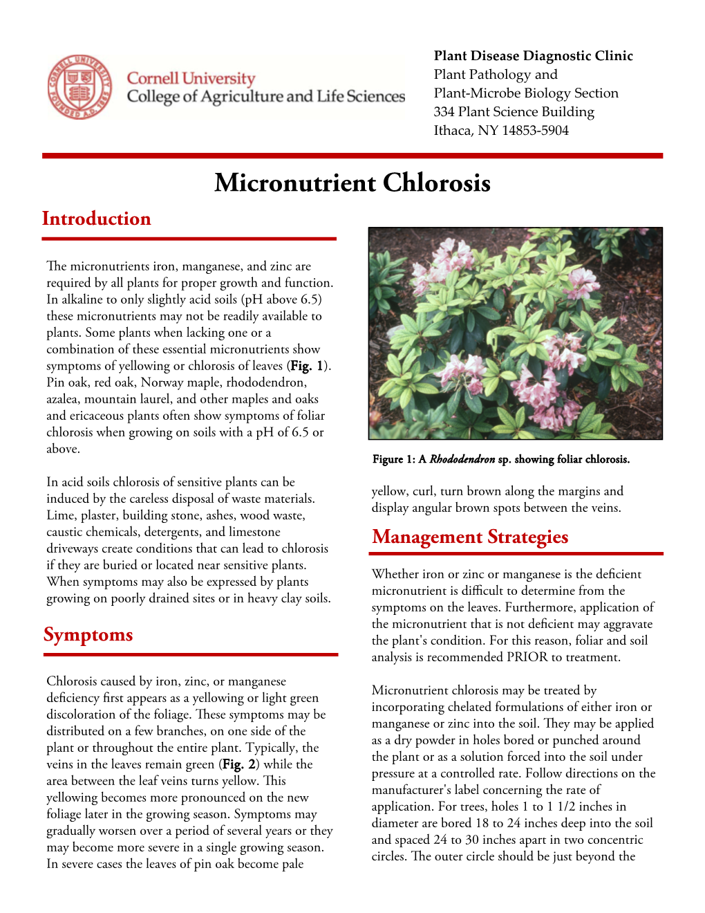 Micronutrient Chlorosis Introduction