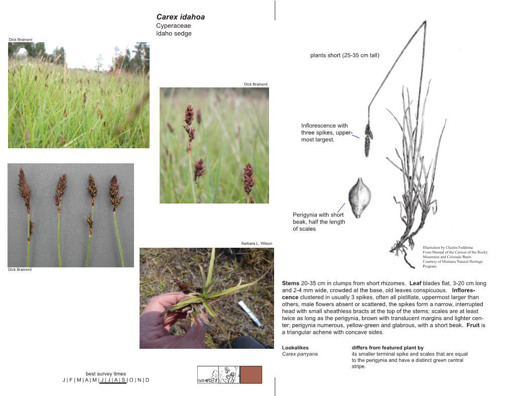 Carex Idahoa Cyperaceae Idaho Sedge Dick Brainerd