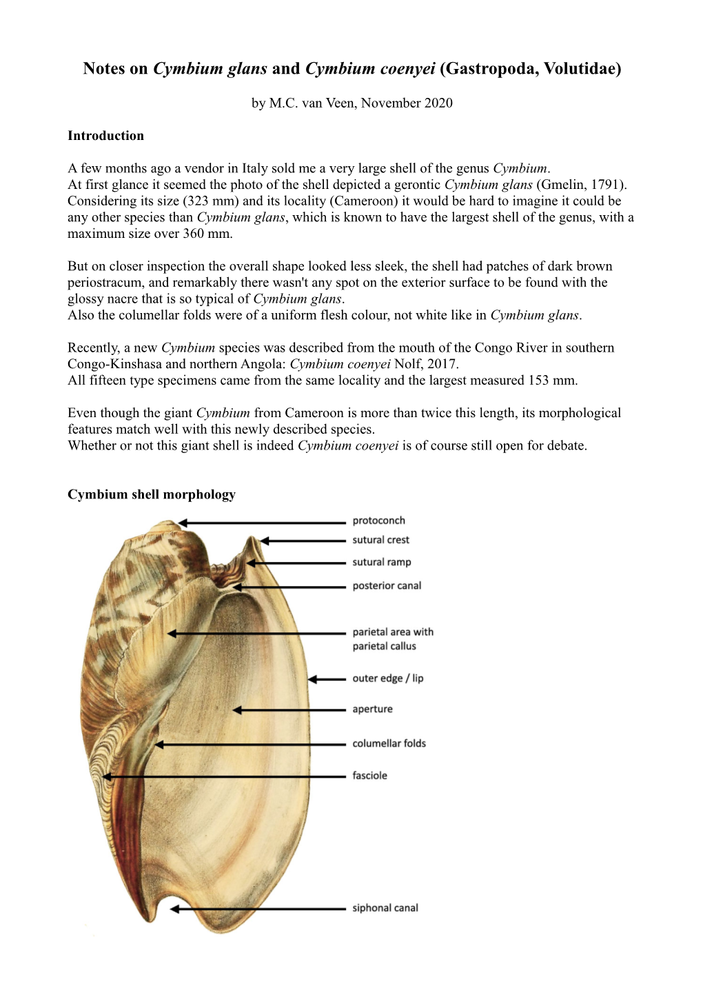 Notes on Cymbium Coenyei.Pdf