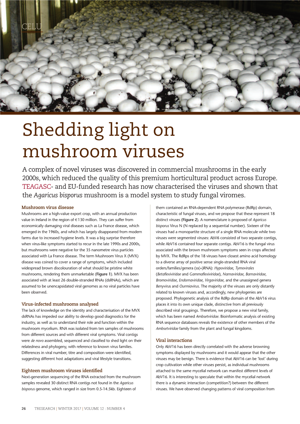 Shedding Light on Mushroom Viruses