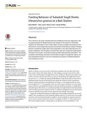 Feeding Behavior of Subadult Sixgill Sharks (Hexanchus Griseus) at a Bait Station