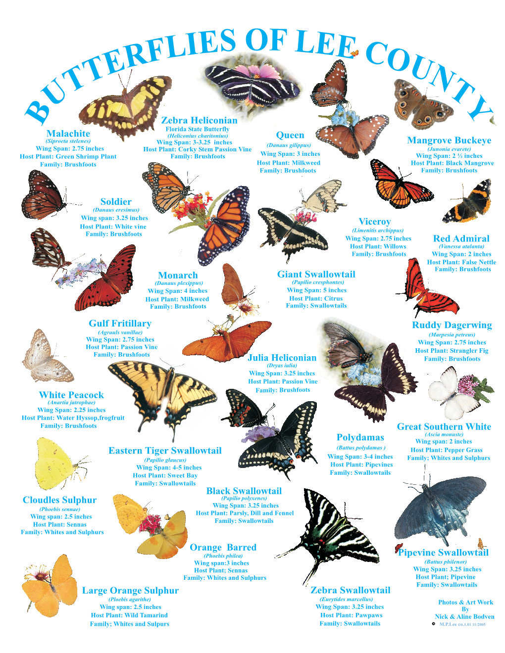 Butterfly Identification