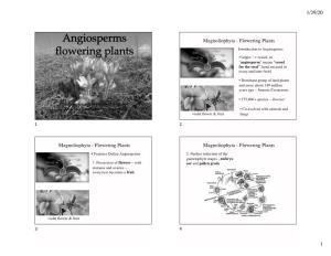 Angiosperms Flowering Plants