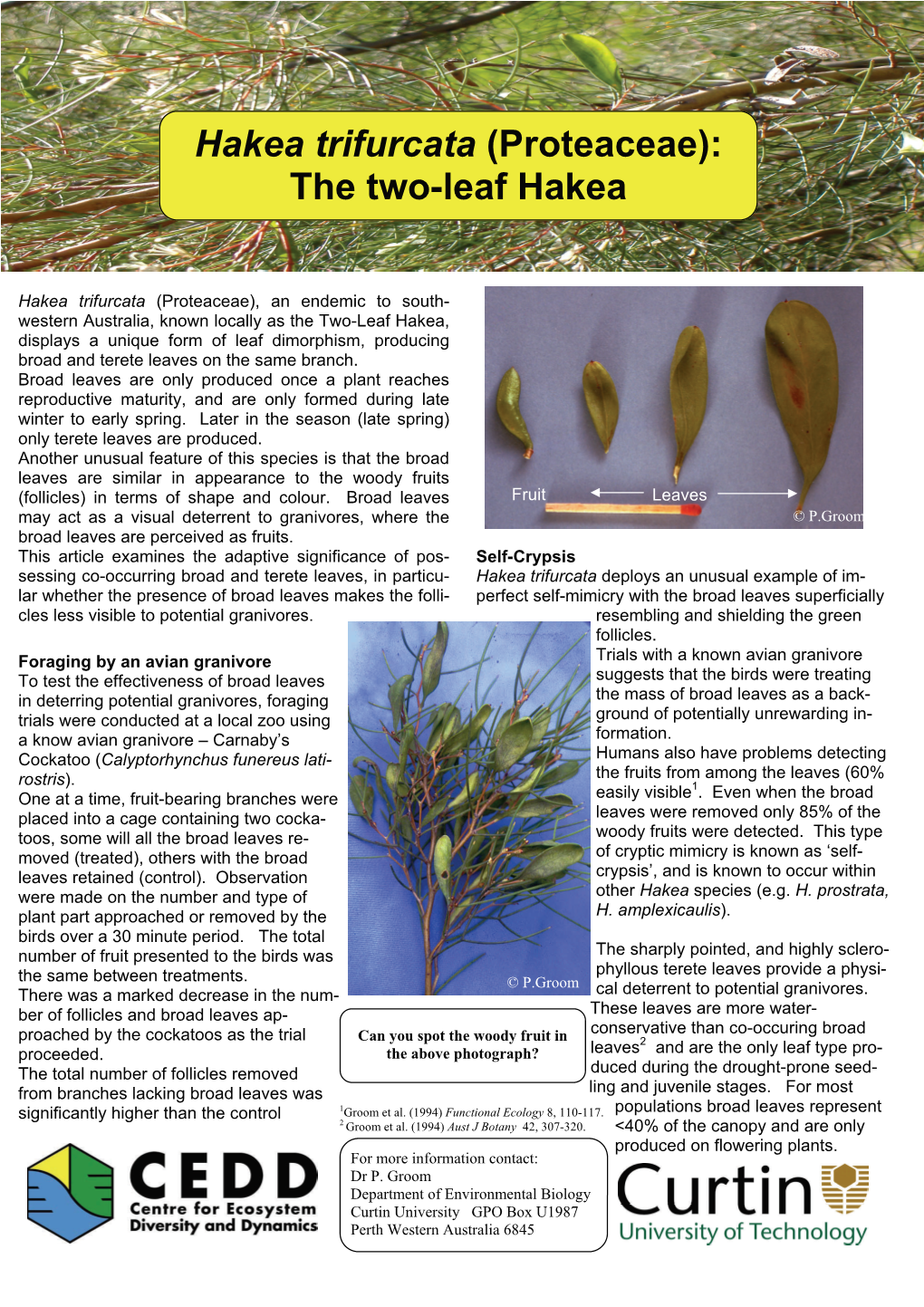 Hakea Trifurcata (Proteaceae): the Two-Leaf Hakea