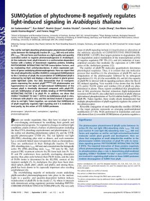 Sumoylation of Phytochrome-B Negatively Regulates Light-Induced Signaling in Arabidopsis Thaliana