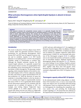 What Activates Thermogenesis When Lipid Droplet Lipolysis Is Absent in Brown Adipocytes?