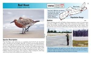 Red Knot Endangered STATUS Endangered Nova Scotia Calidris Canutus Rufa