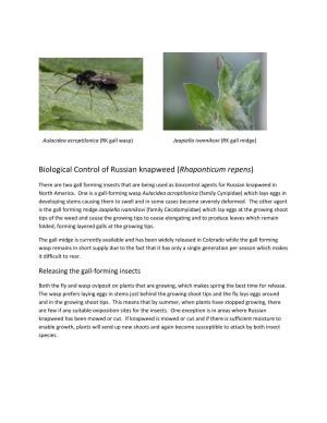 Biological Control of Russian Knapweed (Rhaponticum Repens)