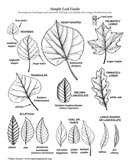 Simple Leaf Guide Knowing Tree Leaf Shapes and Structures Will Help You Identify Trees Using a Dichotomous Key