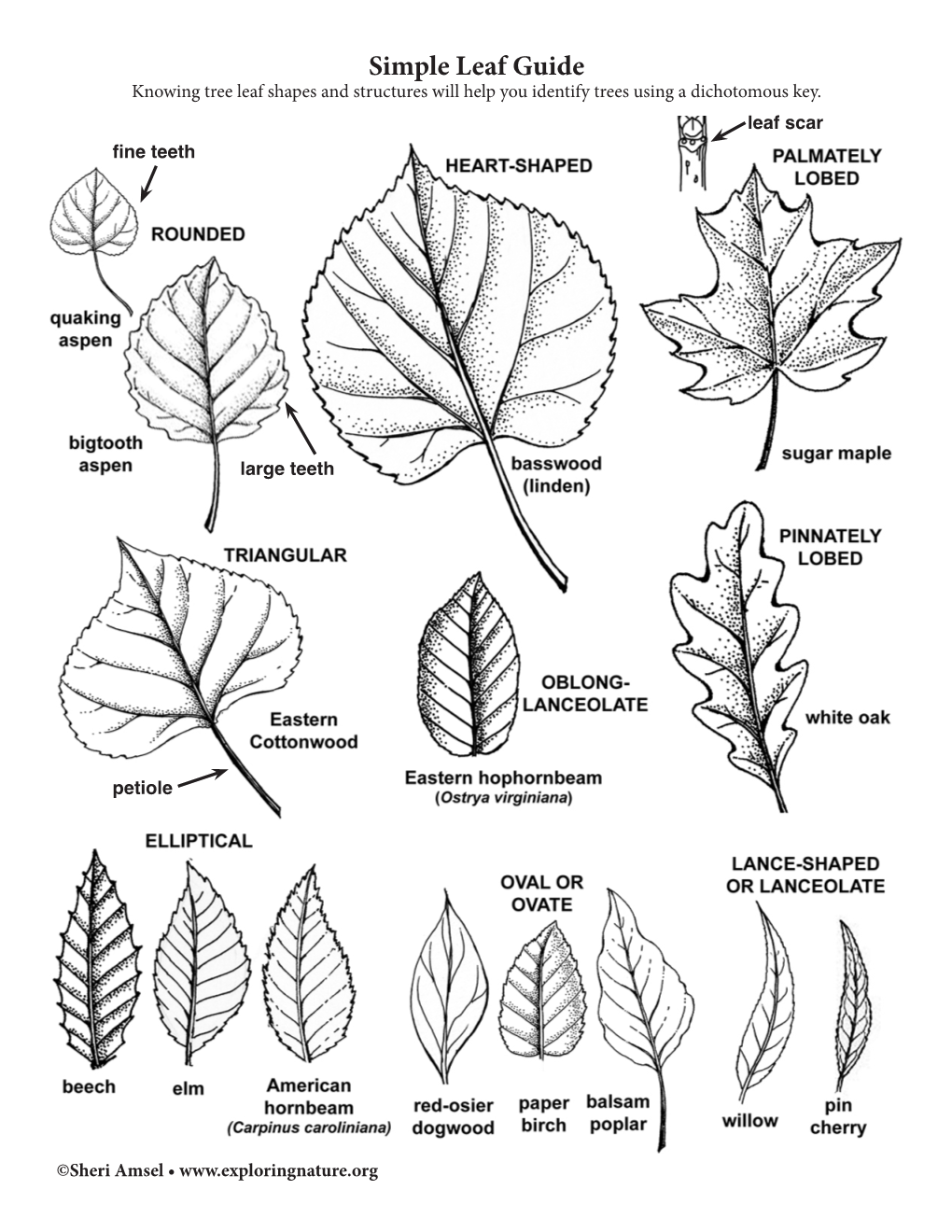 Simple Leaf Guide Knowing Tree Leaf Shapes and Structures Will Help You ...