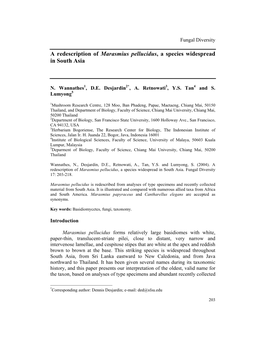 A Redescription of Marasmius Pellucidus , a Species Widespread