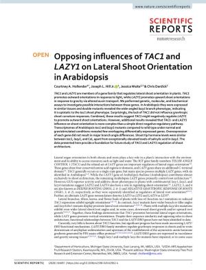 Opposing Influences of TAC1 and LAZY1 on Lateral Shoot Orientation