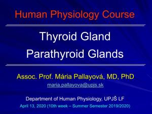 Thyroid Gland Parathyroid Glands