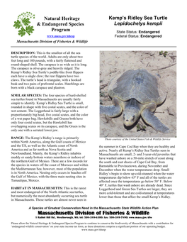 Kemp's Ridley Sea Turtle