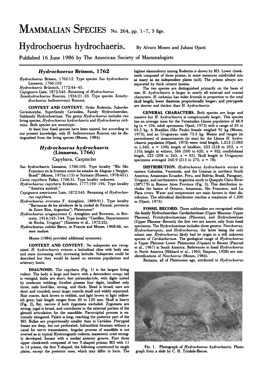 Mammalian Species No. 264 Hydrochoerus Hydrochaeris