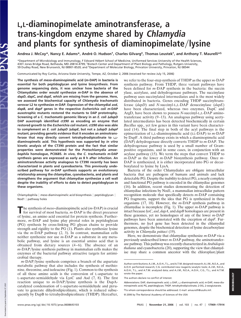 Trans-Kingdom Enzyme Shared by Chlamydia and Plants for Synthesis of Diaminopimelate͞lysine