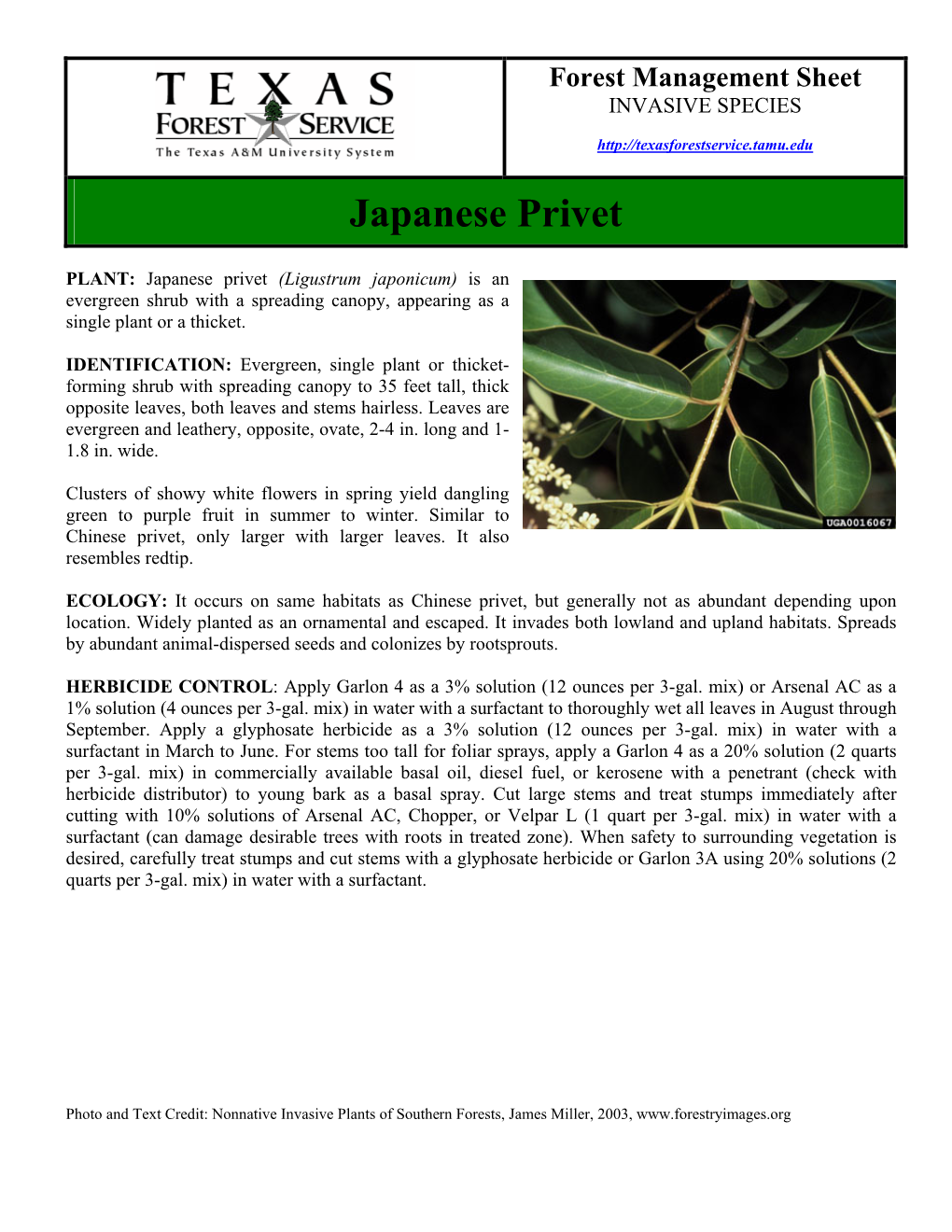 Japanese Privet.Pdf