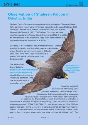 Bird-O-Soar Observation of Shaheen Falcon in Odisha, India