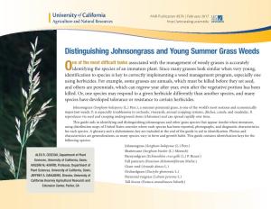 Distinguishing Johnsongrass and Young Summer Grass Weeds