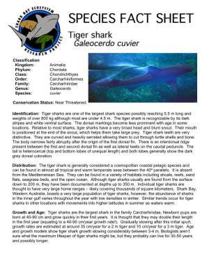 Tiger Sharks Are One of the Largest Shark Species Possibly Reaching 5.5 M Long and Weights of Over 800 Kg Although Most Are Under 4.5 M