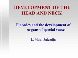 Olfactory Epithelium: Development of the Nose Olfactory Epithelium: Development of the Nose