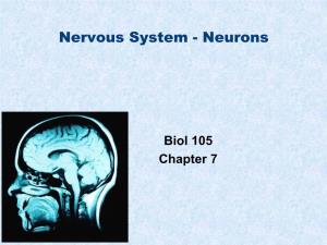 Nervous System - Neurons