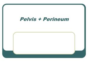 Pelvis + Perineum Pelvic Cavity
