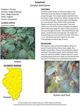 Hazelnut Corylus Americana Kingdom: Plantae FEATURES Division: Magnoliophyta Hazelnut Is Also Known As American ﬁlbert