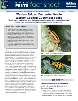 Western Striped Cucumber Beetle Western Spotted Cucumber Beetle (Acalymma Trivittatum and Diabrotica Undecipunctata Undecipunctata) Diane G