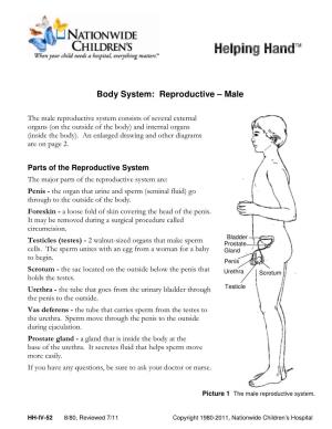 Body System: Reproductive – Male